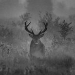 Stag in misty clearing